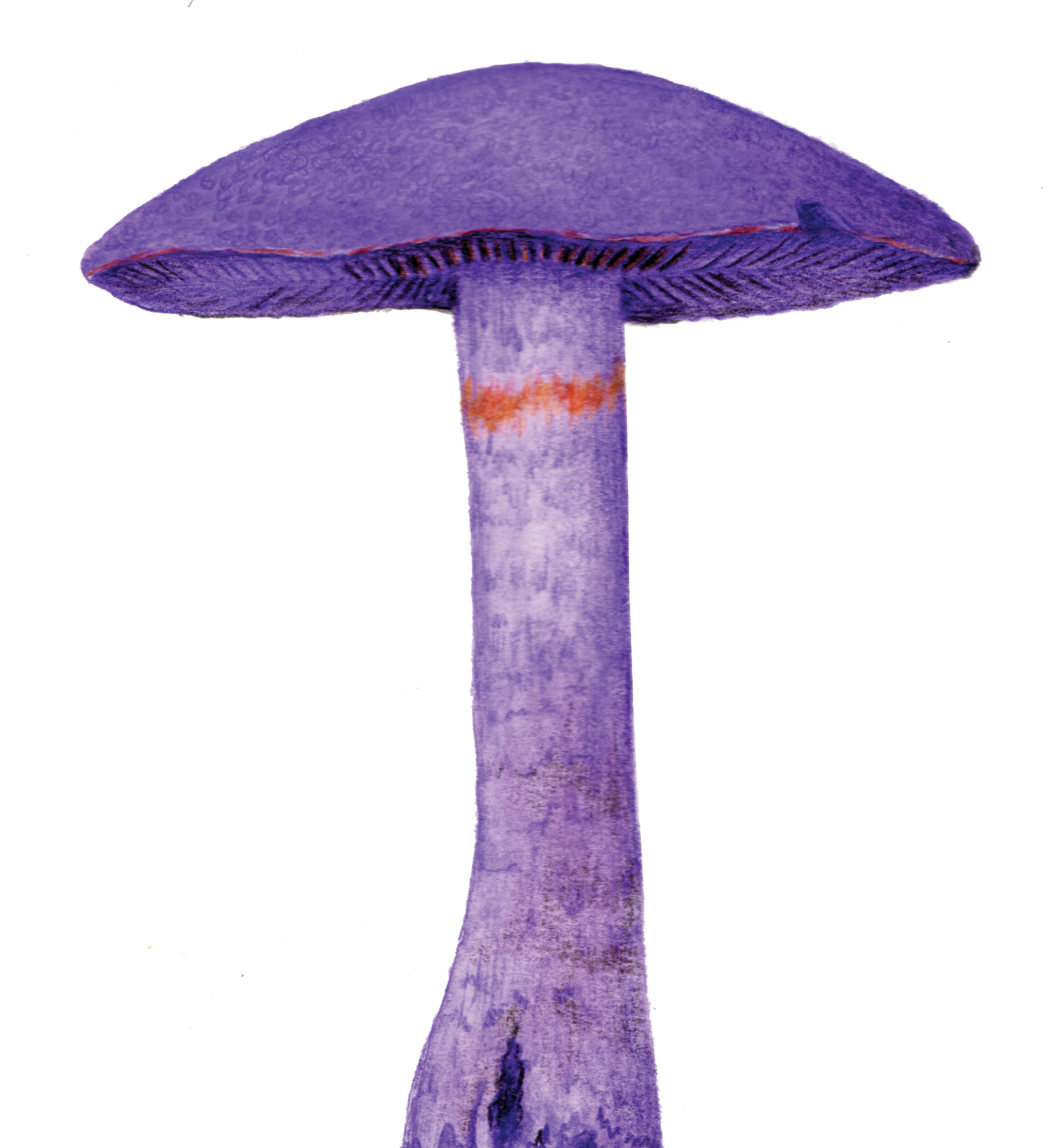 Image of a mushroom
